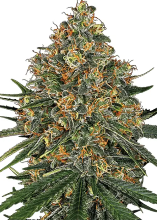 Gouda Cheese Auto