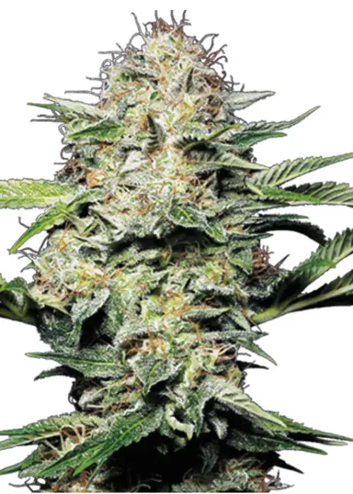 Master Pineapple Auto