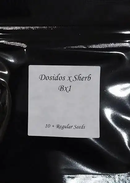 Dosidos x Sherb BX1 Regular