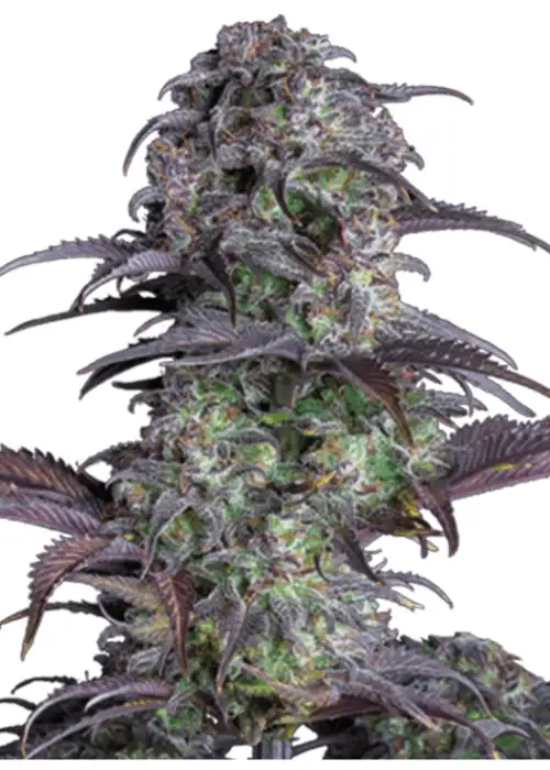 Very Berry Auto