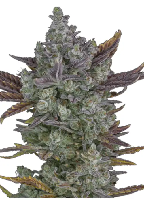 Sticky Cookies Auto