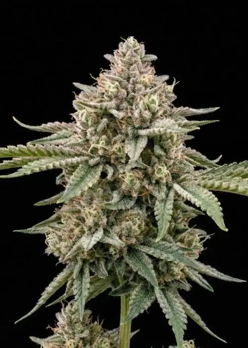 Bruce Banner