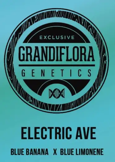 Electric Ave