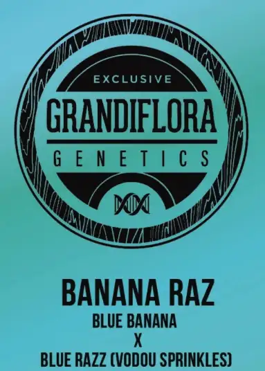 Banana Razz
