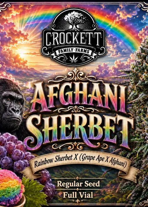 Afghani Sherbet Regular