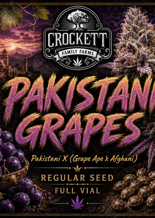 Pakistani Grapes Regular