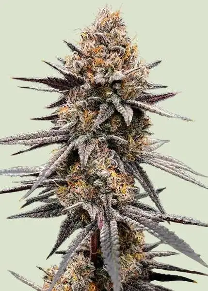 Gravity Berry F1
