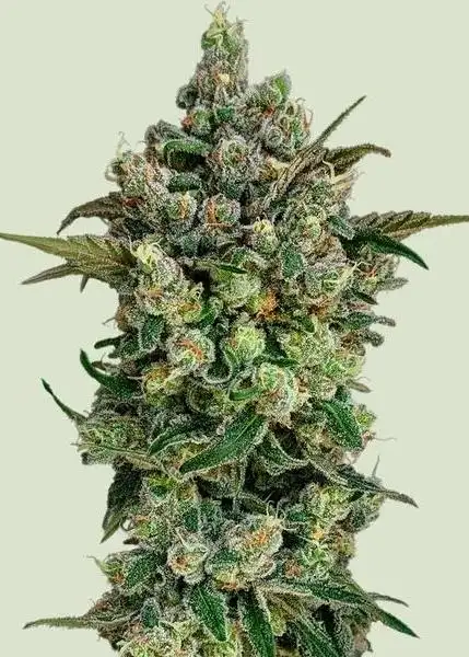 Dark Matter Cake F1