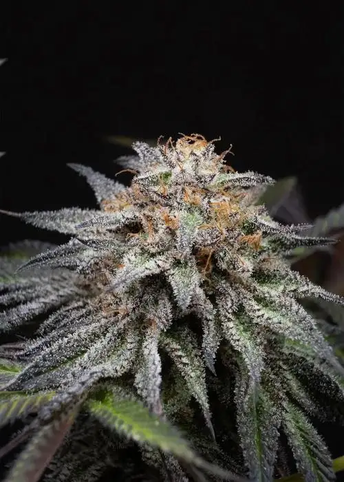 Alien Cookies Fast
