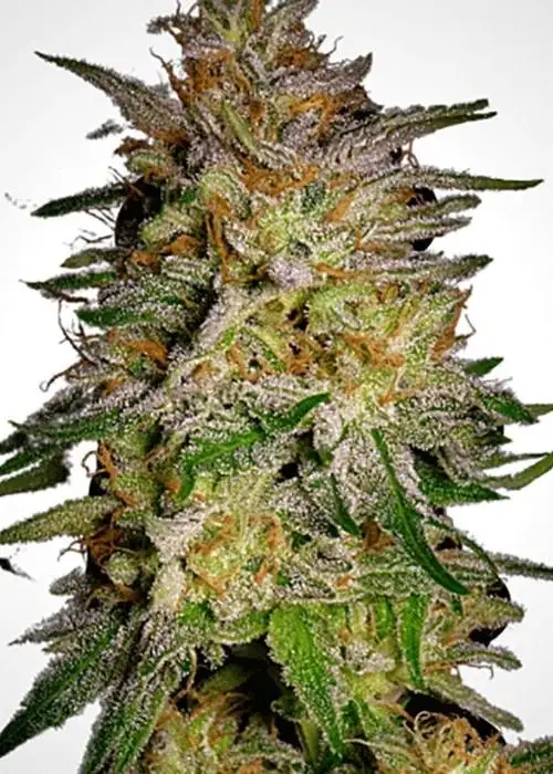 Agent Orange