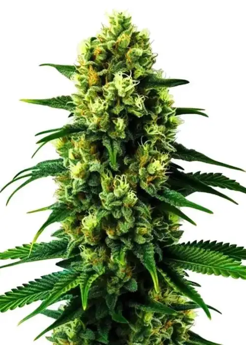 Colombian Gold Auto