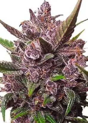 Blackberry Kush Auto