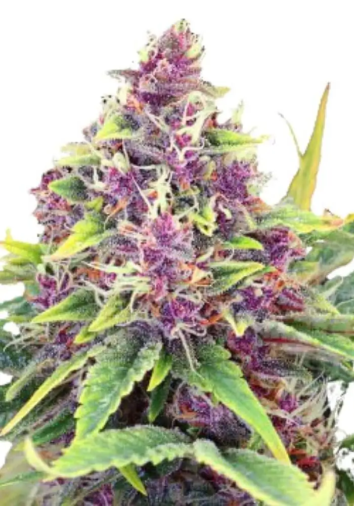 Blueberry Kush Auto