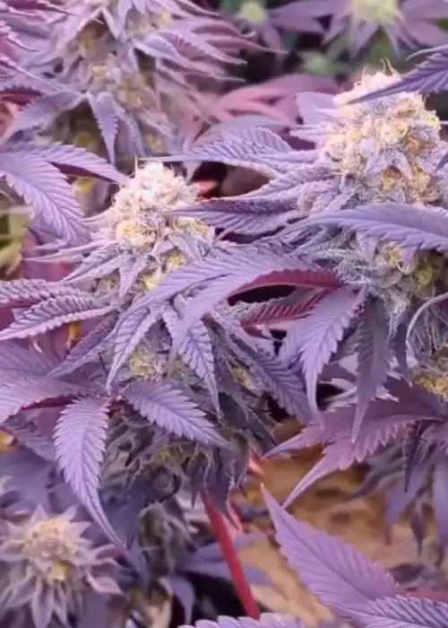 Pink Lemonade