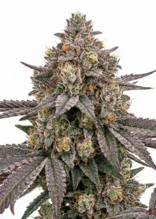 Ice Cream Cake Auto