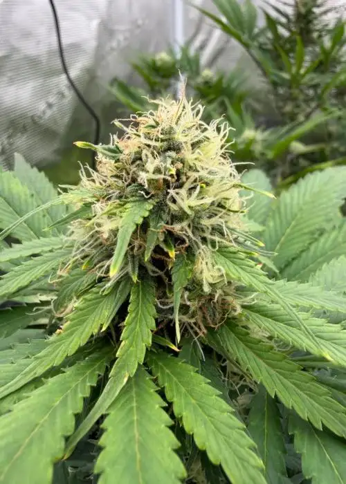Chem Chunk Auto