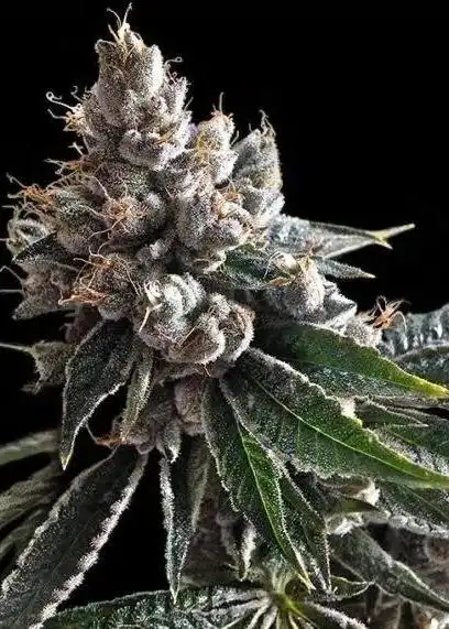 Holy Grail Kush