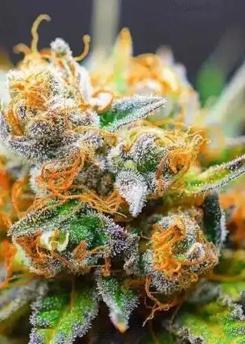 Tangerine Dream Auto