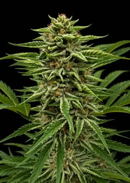 Sour Gorilla