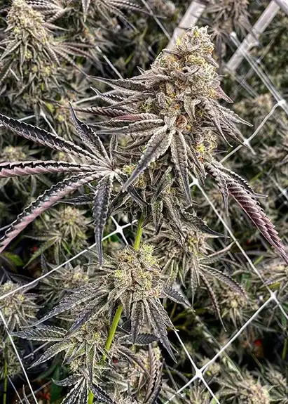 Falcon Berry