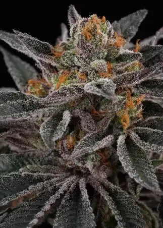 Cherry Crisp