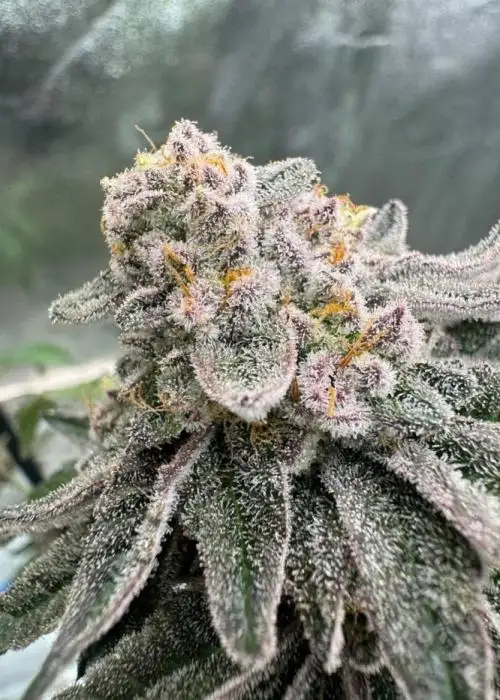 Black Maple 22 x Sherbanger Regular