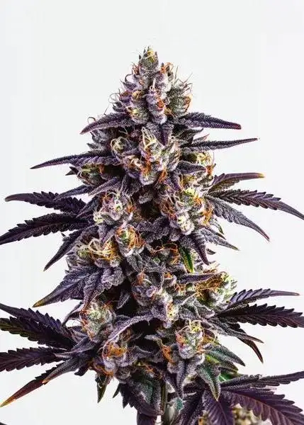 Motor Breath