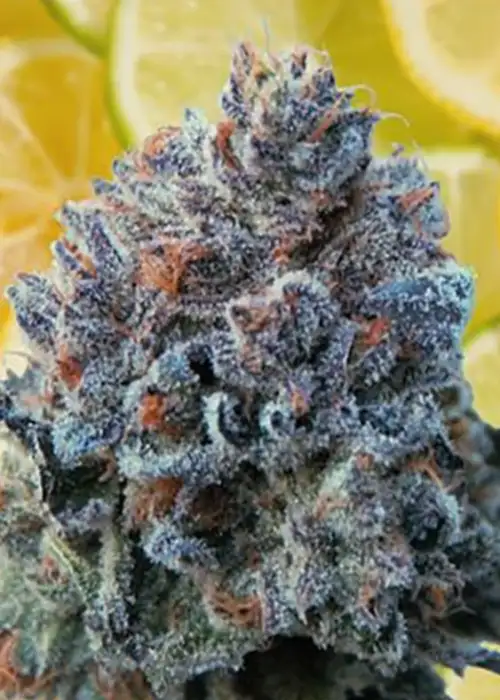 Citrus Crasher Regular
