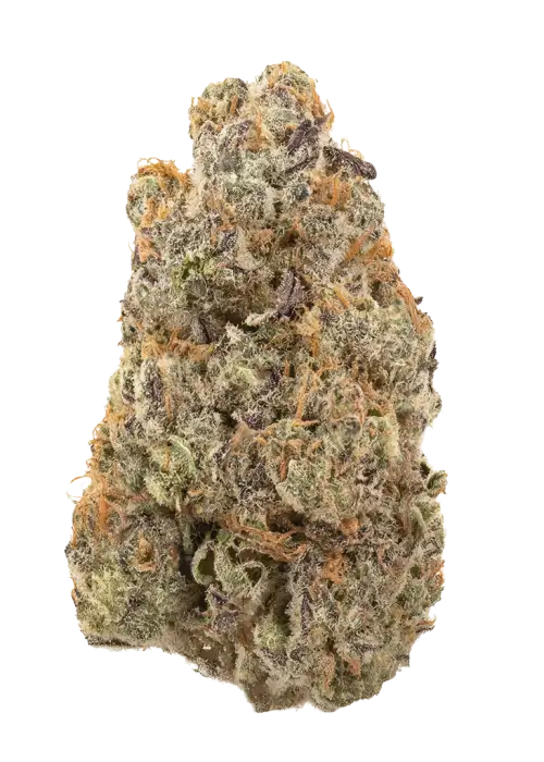 Concord Grape Blockhead Regular