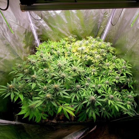 High THC oddballs
