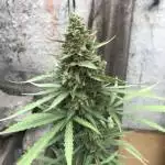 Caucasian - Amirani Auto