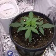 Gelato Auto - Stealth Grow - 01