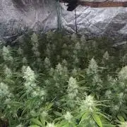 Strawberry Banana (DNA Genetics)