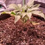 Strawberry Gorilla & Blue Dream