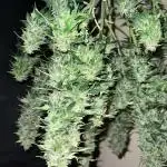 Dosidos auto barneys farm
