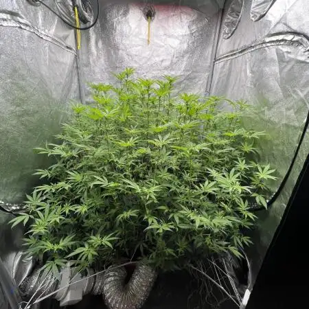 1Pound challenge Slipstream compound gen