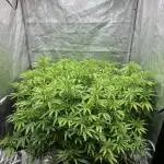 1Pound challenge Slipstream compound gen