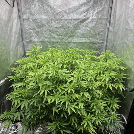 1Pound challenge Slipstream compound gen