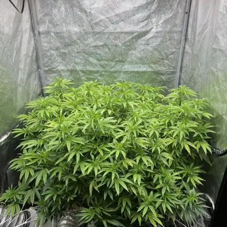 1Pound challenge Slipstream compound gen