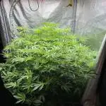 1Pound challenge Slipstream compound gen
