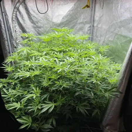 1Pound challenge Slipstream compound gen