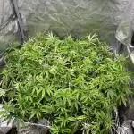 1Pound challenge Slipstream compound gen