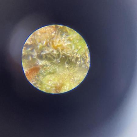 Micro Growing : Grapefruit Auto