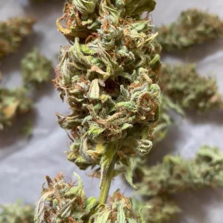 Micro Growing : Critical Auto