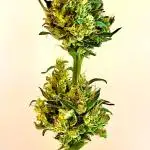 Micro Growing : Grapefruit Auto