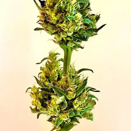 Micro Growing : Grapefruit Auto