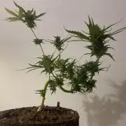 Micro Growing : LSD-25 Auto