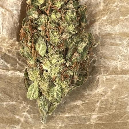 Micro Growing : Grapefruit Auto