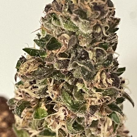 Micro Growing : LSD-25 Auto