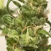 Micro Growing : LSD-25 Auto